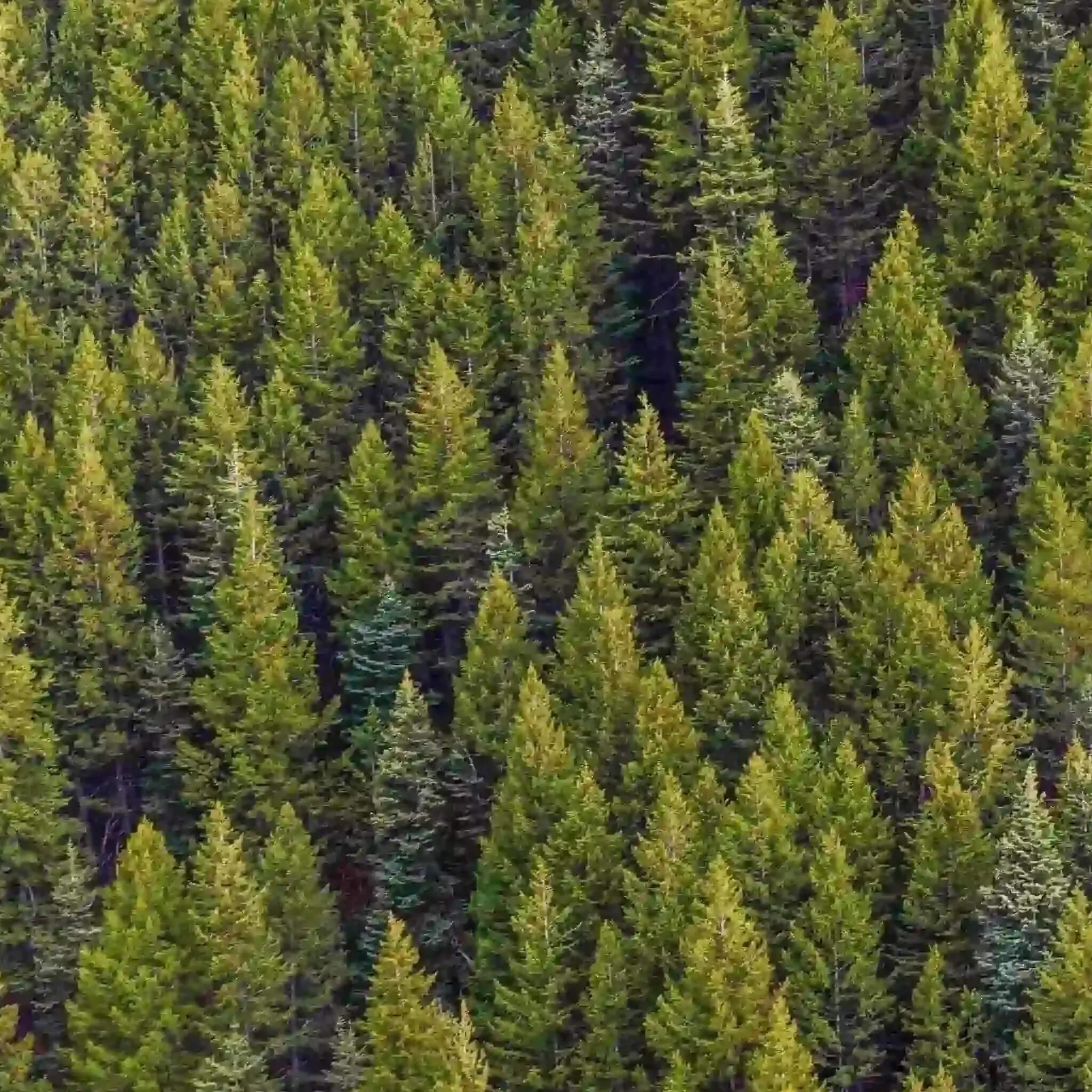 Save trees image